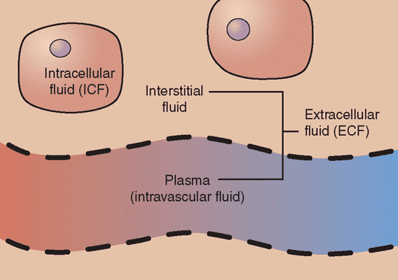 Intracellular Fluid