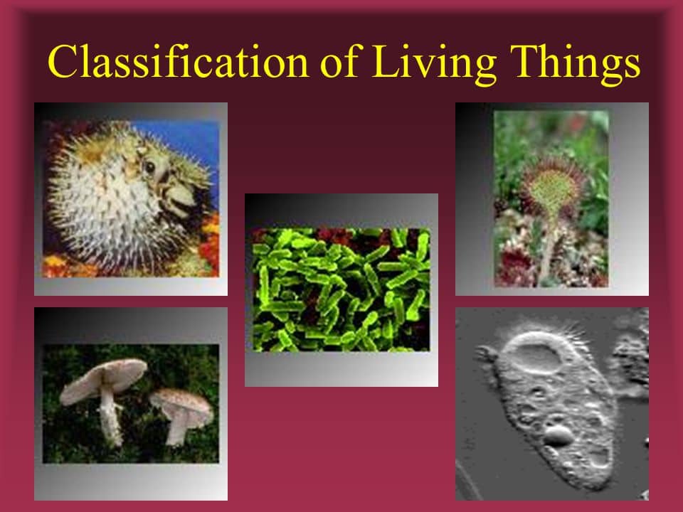 Classification Of Living Things Different Kingdom Related Questions 