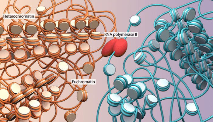 Heterochromatin and Euchromatin